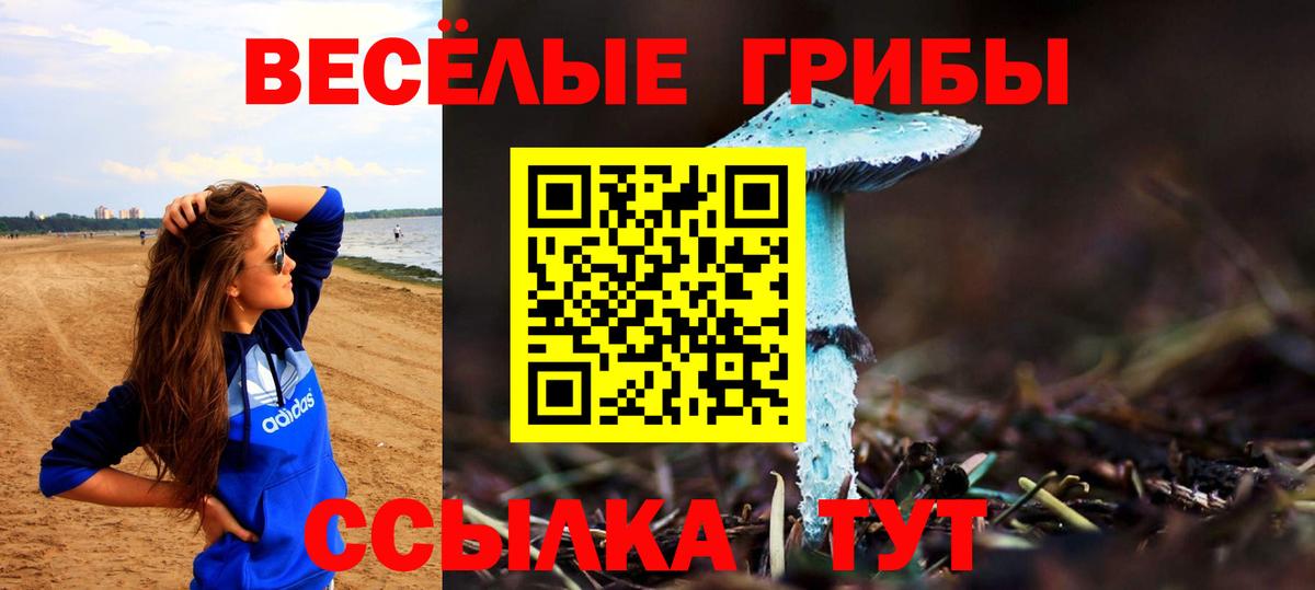 Псилоцибиновые грибы Psilocybe Кировск